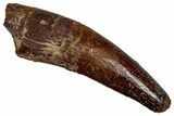 Fossil Spinosaurus Tooth - Real Dinosaur Tooth #356765-1